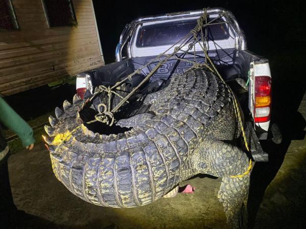 It was a struggle to even fit the giant croc on the Wildlife Department’s vehicle.