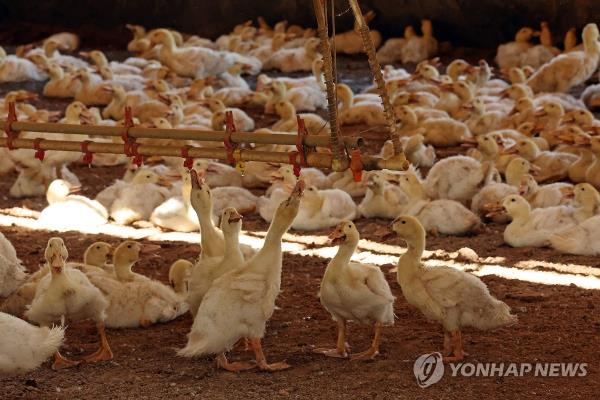 Ducks struggle with the heat at an animal farm in the southern city of Naju on Aug. 1, 2024, while a heat wave warning is in effect in the area. (Yonhap)