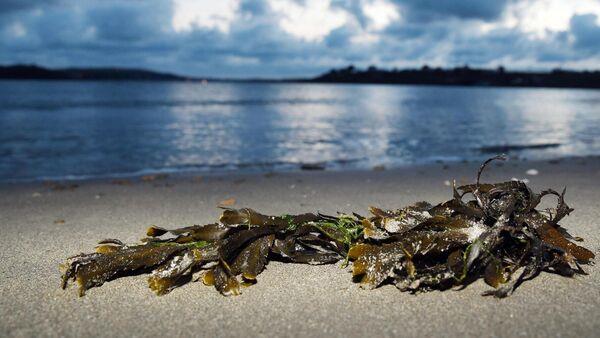 Tralee biotechnology firm given go-ahead by An Bord Pleanala for seaweed intake building