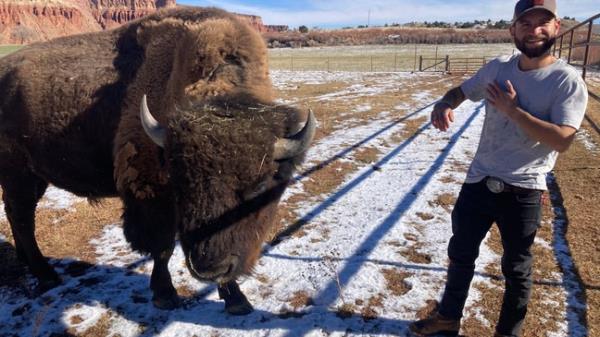 Carbajal noticed the herd of bison on a neighbor’s property and decided to get a closer look.