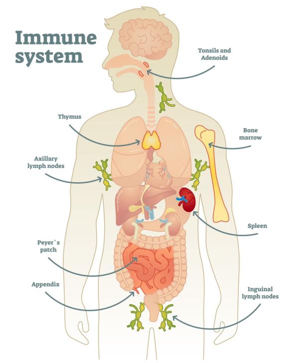 Various internal organs produce cells/antibodies that specifically target pathogens.